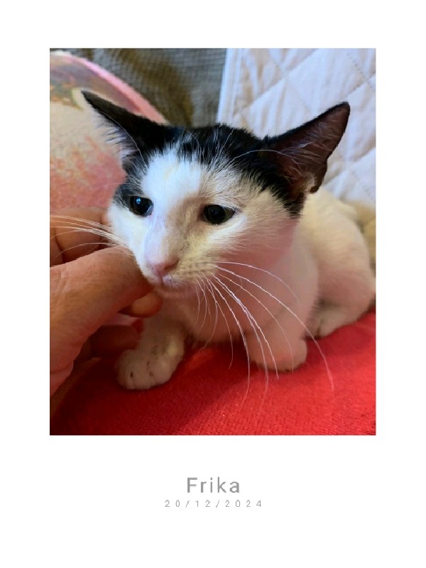 Frika