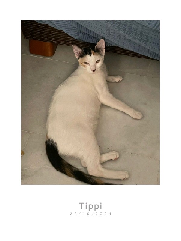 Tippi