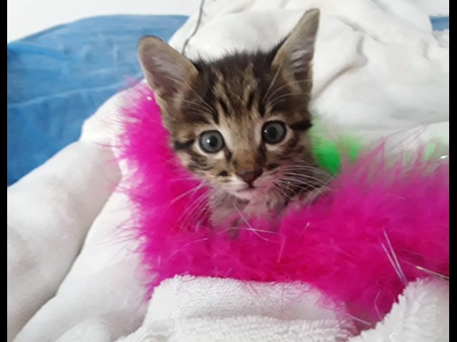 Evie