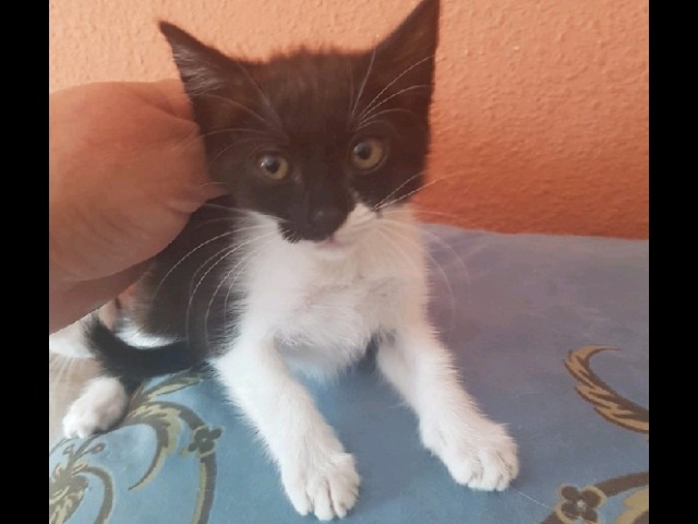 Ilíada