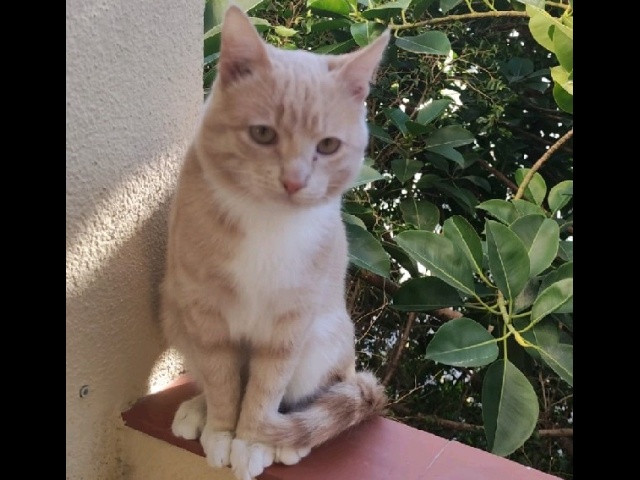 Julio