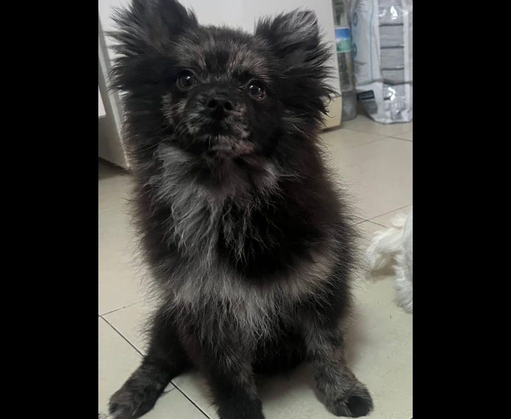 Kimbo