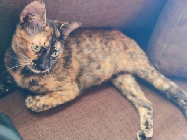 Liby