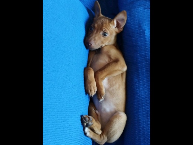 Mauri