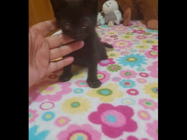 Nilou