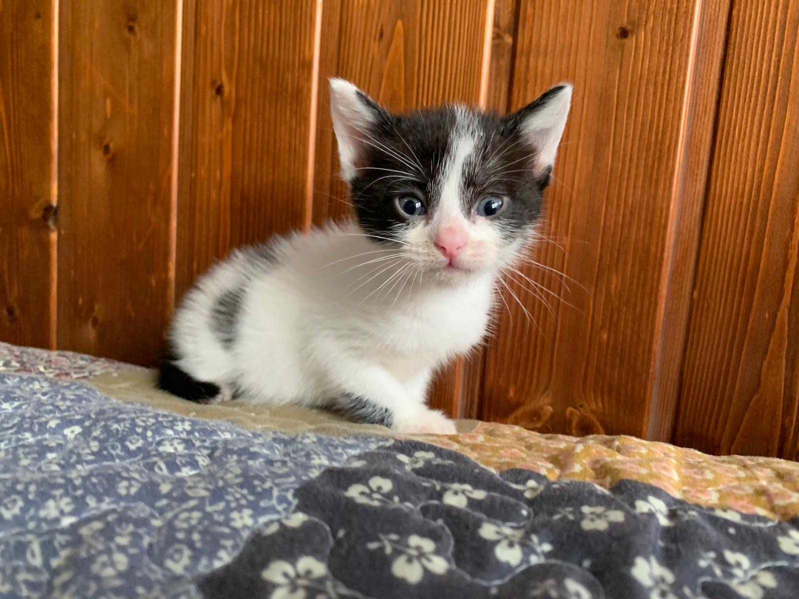 Ninfa