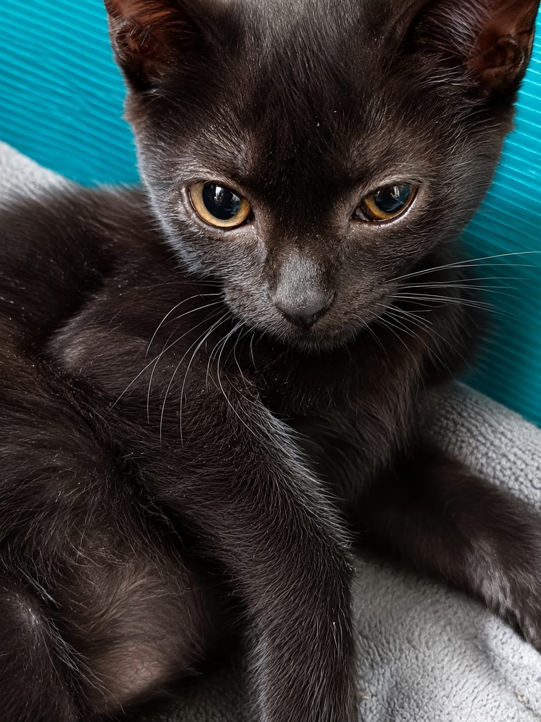 Onix