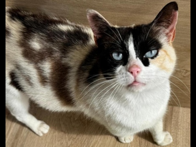 Paqui
