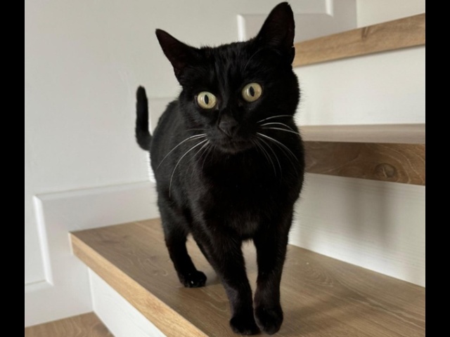 Piki