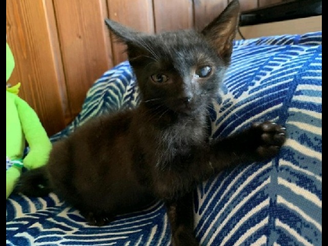 Sammy