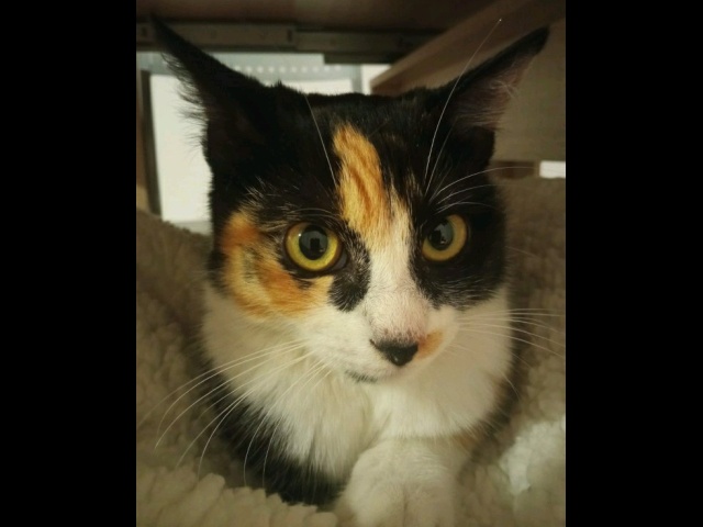 Sheera